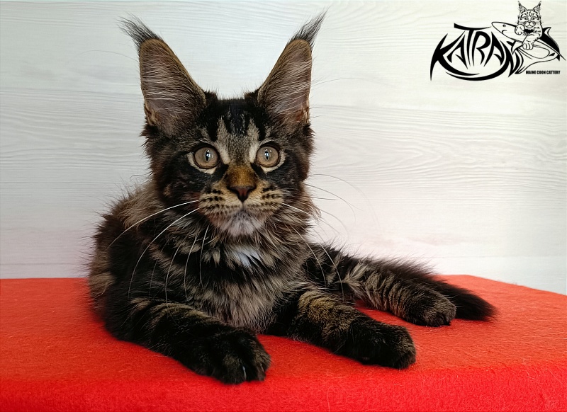 Katran Westa - Kitten maine-coon 3 months 1 week