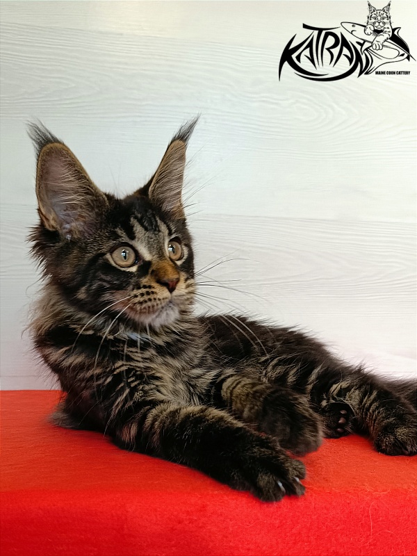 Katran Westa - Kitten maine-coon 3 months 1 week
