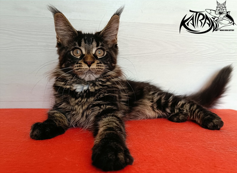 Katran Westa - Kitten maine-coon 3 months 1 week