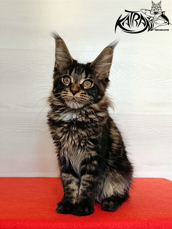 Katran Westa - Kitten maine-coon 3 months 1 week