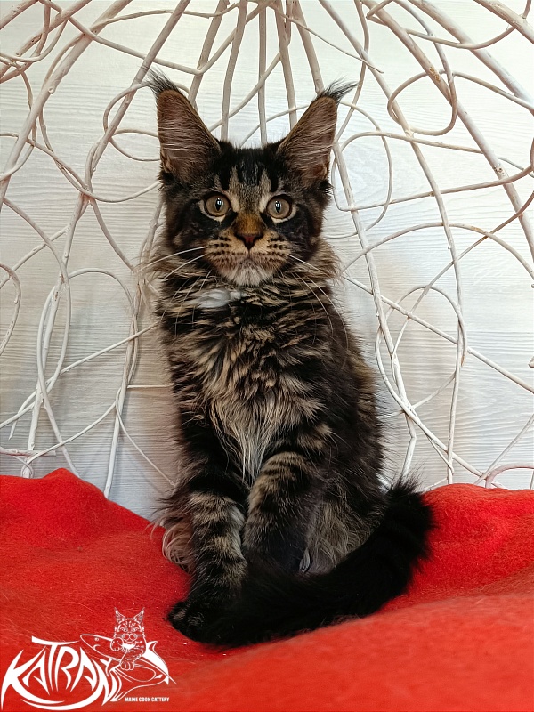 Katran Westa - Kitten maine-coon 3 months 1 week