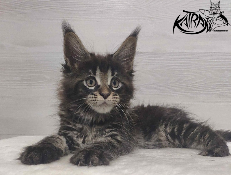 Katran Westa - Kitten maine-coon 1 month 3 weeks