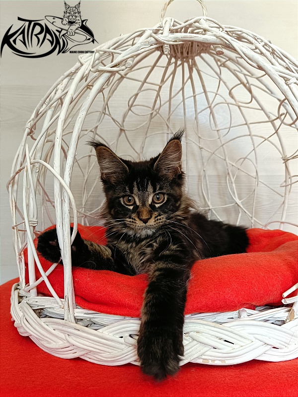 Katran Westa - Kitten maine-coon 3 months 1 week