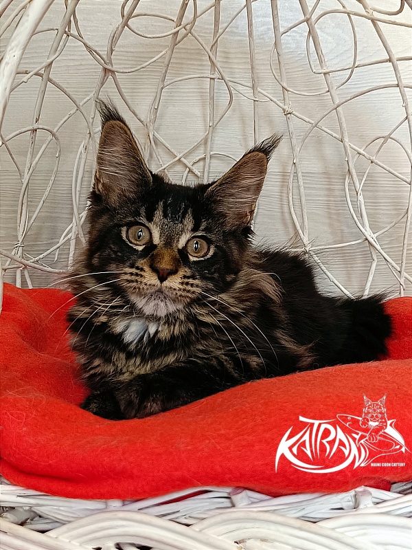 Katran Westa - Kitten maine-coon 3 months 1 week