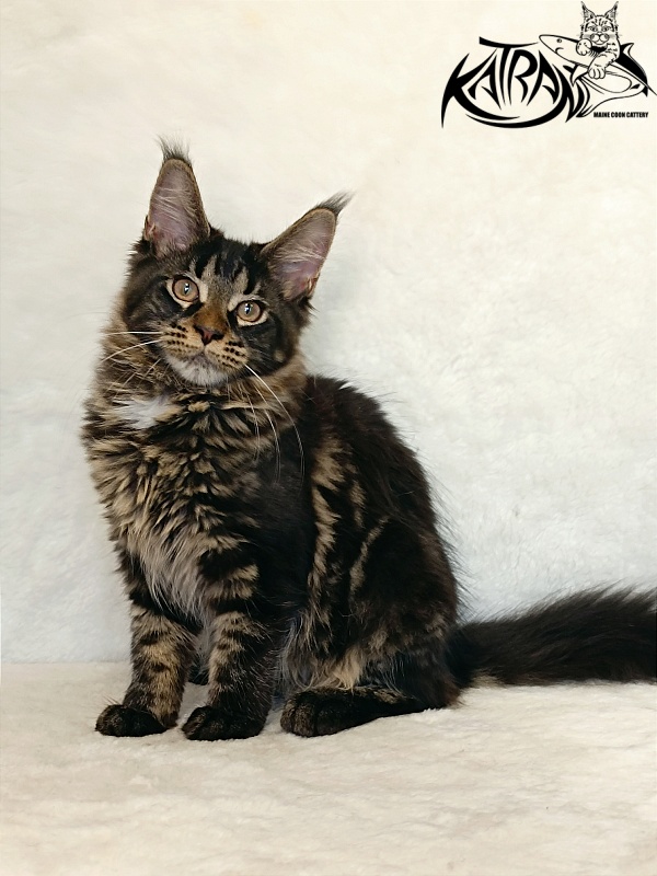Katran Westa - Kitten maine-coon 4 months