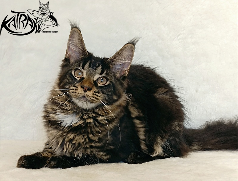 Katran Westa - Kitten maine-coon 4 months