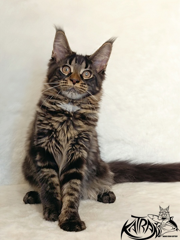 Katran Westa - Kitten maine-coon 4 months