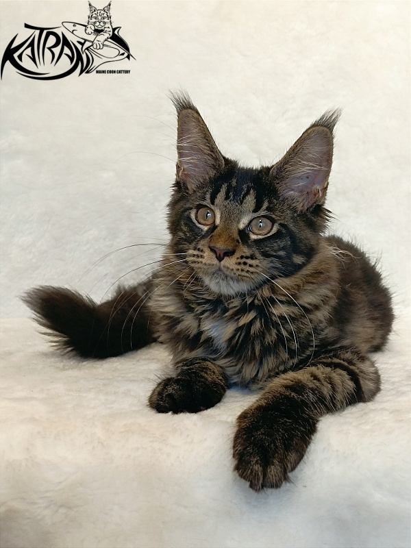 Katran Westa - Kitten maine-coon 4 months