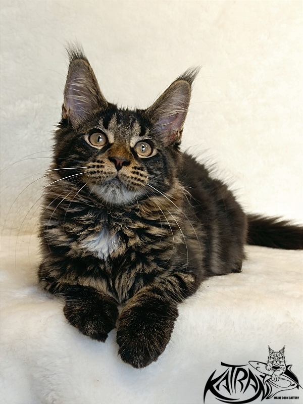 Katran Westa - Kitten maine-coon 4 months