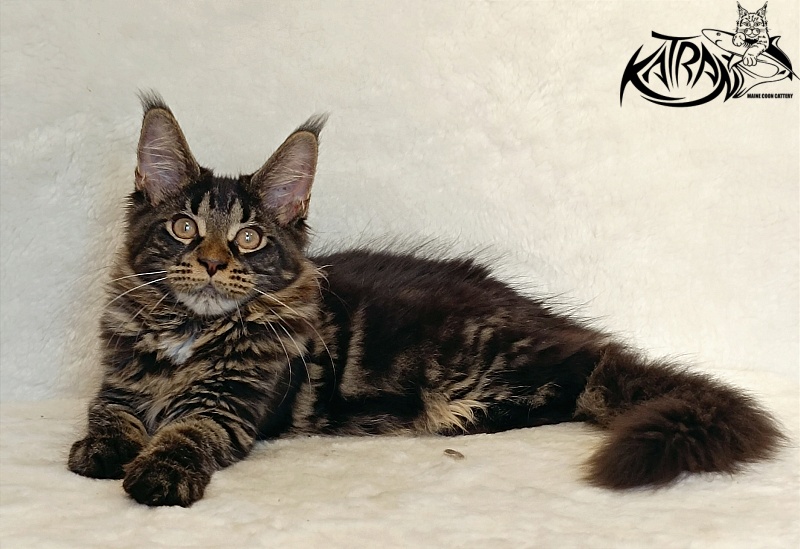 Katran Westa - Kitten maine-coon 4 months