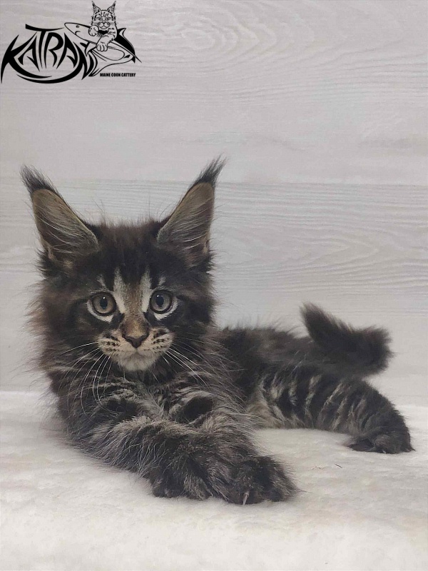 Katran Westa - Kitten maine-coon 1 month 3 weeks
