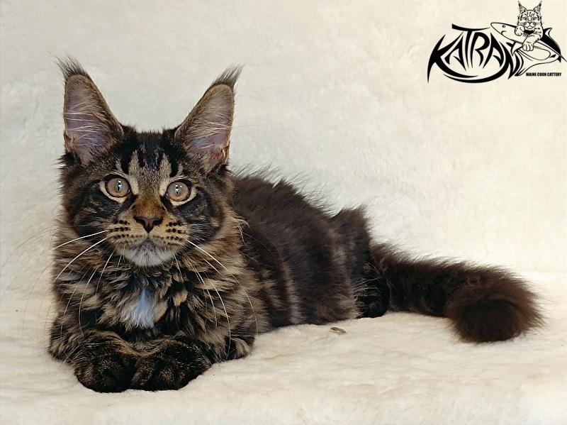 Katran Westa - Kitten maine-coon 4 months