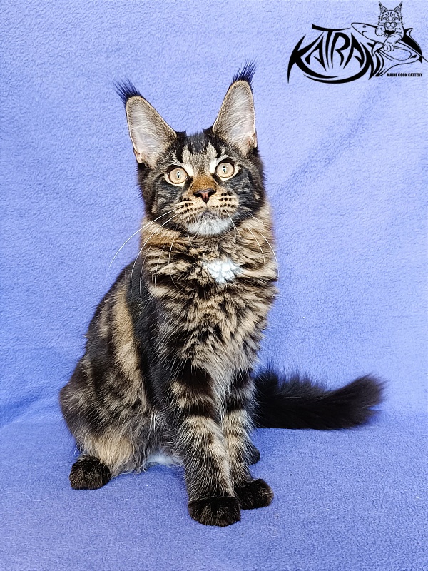 Katran Westa - Kitten maine-coon 5 months