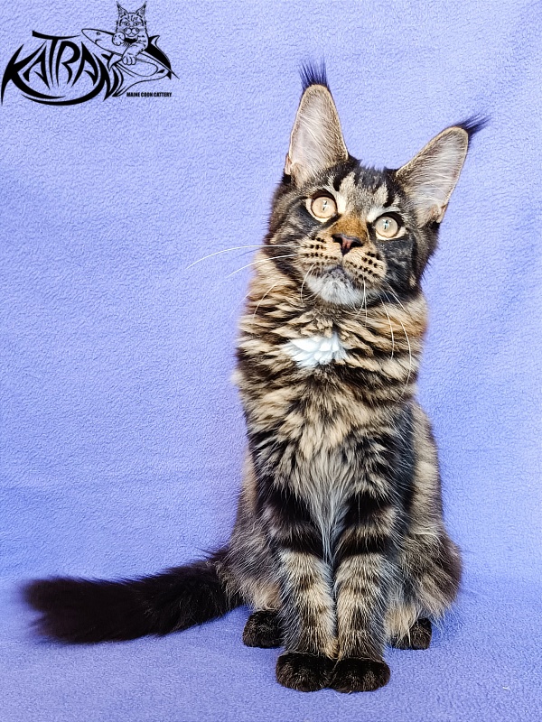 Katran Westa - Kitten maine-coon 5 months