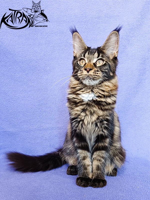 Katran Westa - Kitten maine-coon 5 months