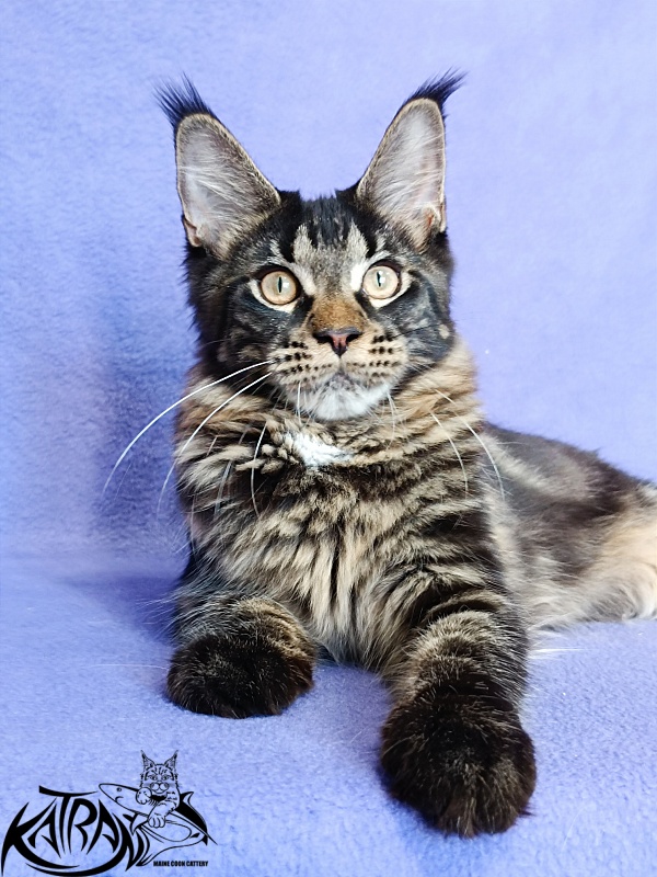 Katran Westa - Kitten maine-coon 5 months