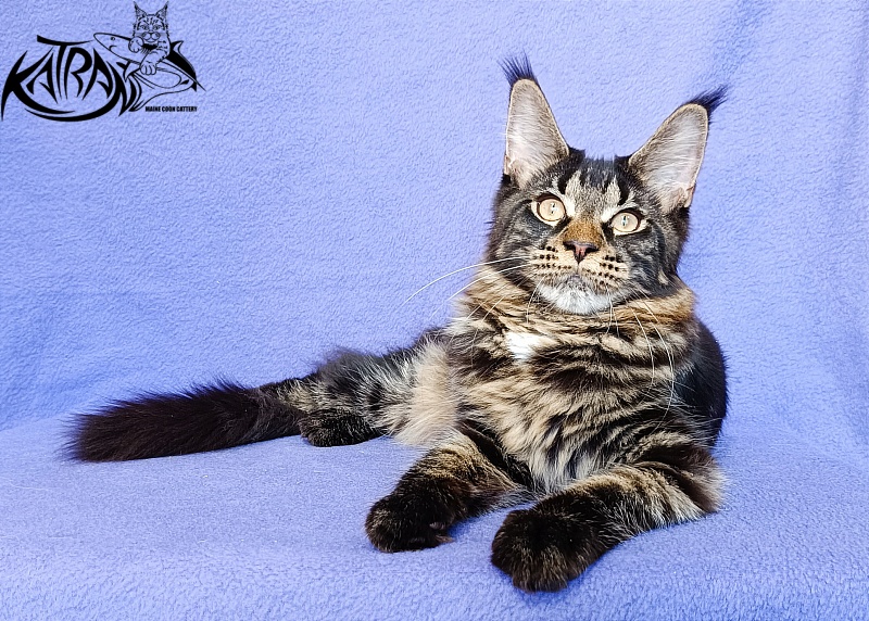 Katran Westa - Kitten maine-coon 5 months