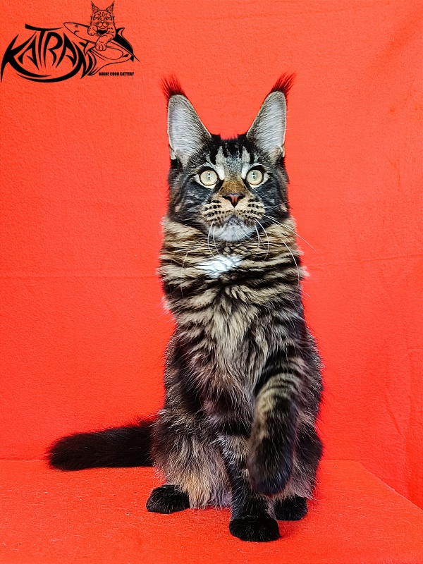Katran Westa - Kitten maine-coon 6 months 3 weeks