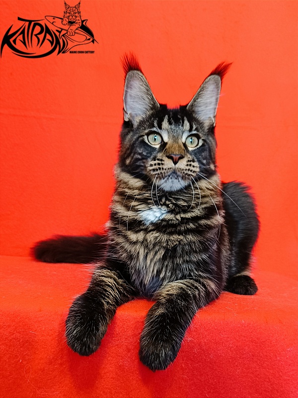 Katran Westa - Kitten maine-coon 6 months 3 weeks