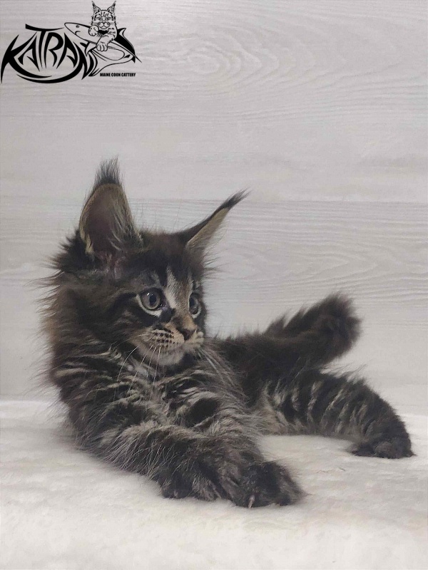 Katran Westa - Kitten maine-coon 1 month 3 weeks