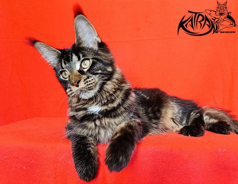 Katran Westa - Kitten maine-coon 6 months 3 weeks