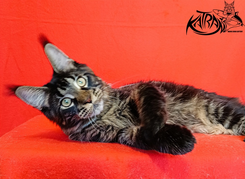 Katran Westa - Kitten maine-coon 6 months 3 weeks