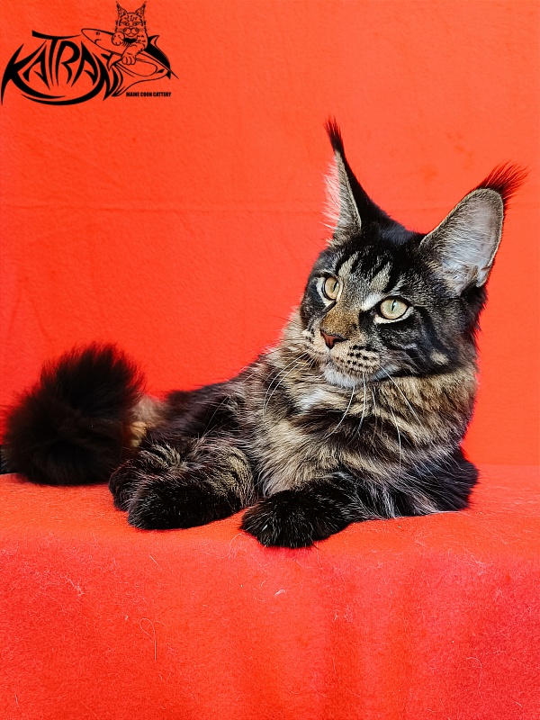 Katran Westa - Kitten maine-coon 6 months 3 weeks