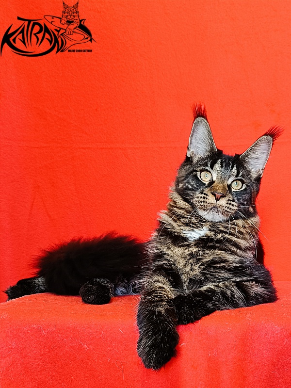 Katran Westa - Kitten maine-coon 6 months 3 weeks