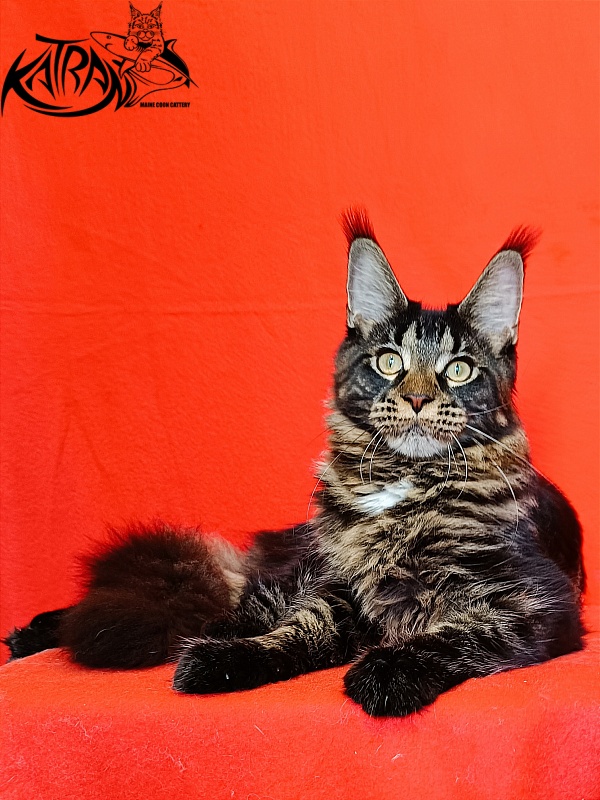 Katran Westa - Kitten maine-coon 6 months 3 weeks