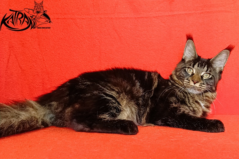 Katran Westa - Kitten maine-coon 6 months 3 weeks