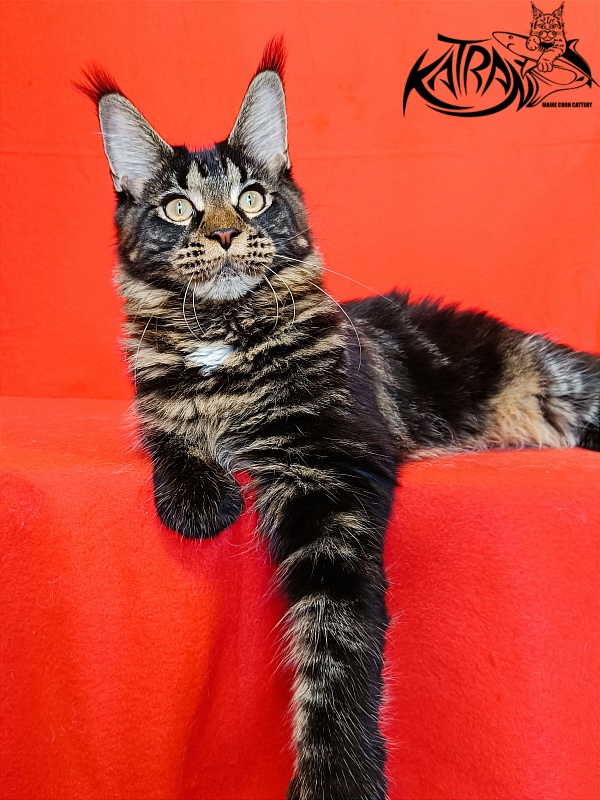 Katran Westa - Kitten maine-coon 6 months 3 weeks