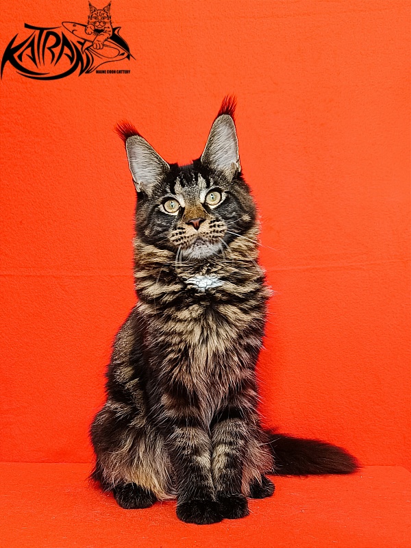 Katran Westa - Kitten maine-coon 6 months 3 weeks
