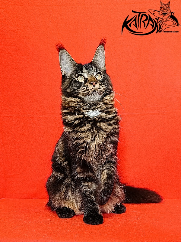 Katran Westa - Kitten maine-coon 6 months 3 weeks