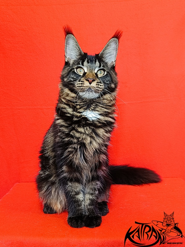Katran Westa - Kitten maine-coon 6 months 3 weeks