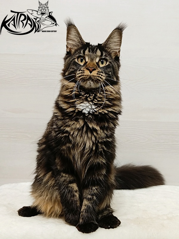 Katran Westa - Junior maine-coon 8 months 1 week