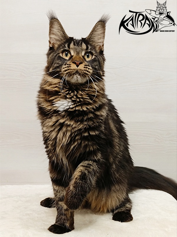 Katran Westa - Junior maine-coon 8 months 1 week