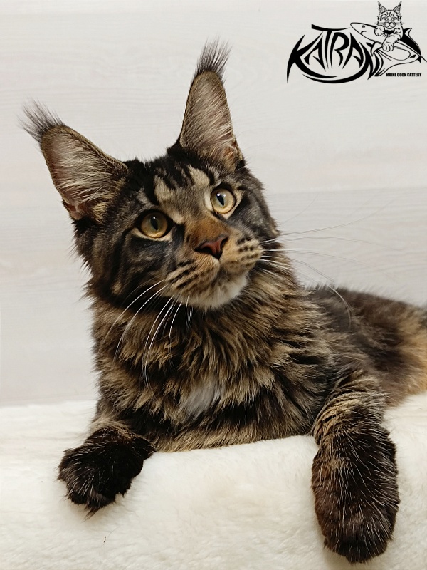 Katran Westa - Junior maine-coon 8 months 1 week