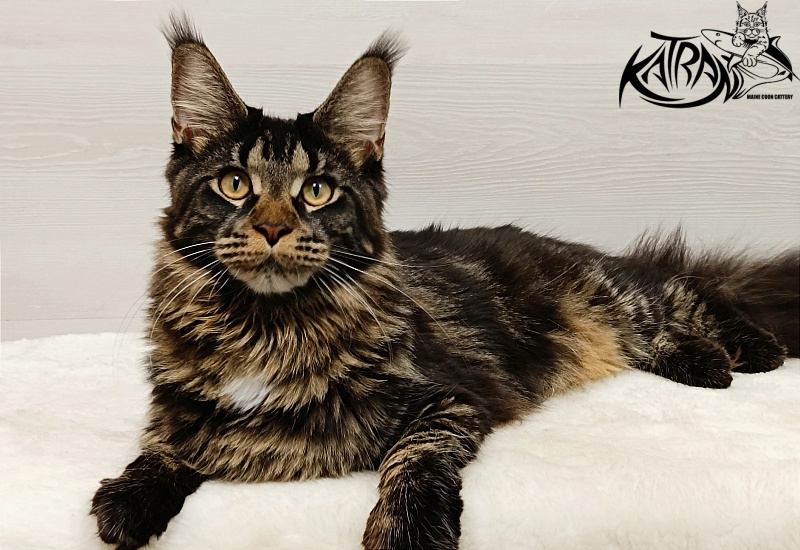 Katran Westa - Junior maine-coon 8 months 1 week
