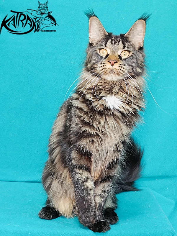 Katran Westa - Adult maine-coon 11 months 2 weeks