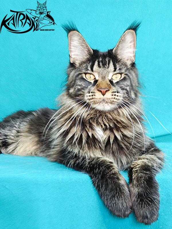 Katran Westa - Adult maine-coon 11 months 2 weeks