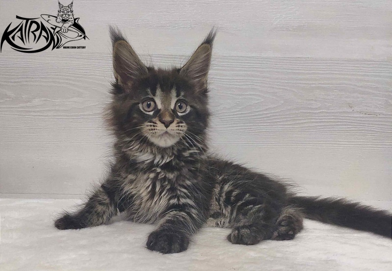 Katran Westa - Kitten maine-coon 1 month 3 weeks
