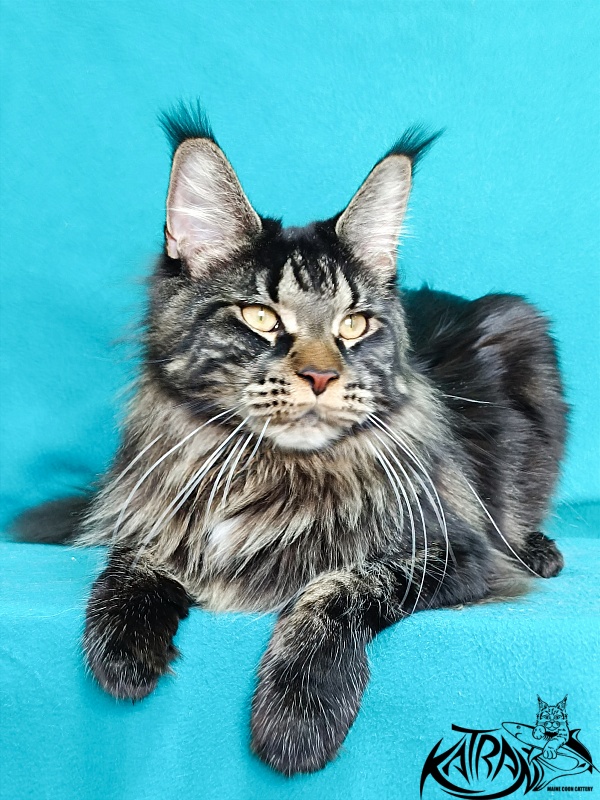 Katran Westa - Adult maine-coon 11 months 2 weeks