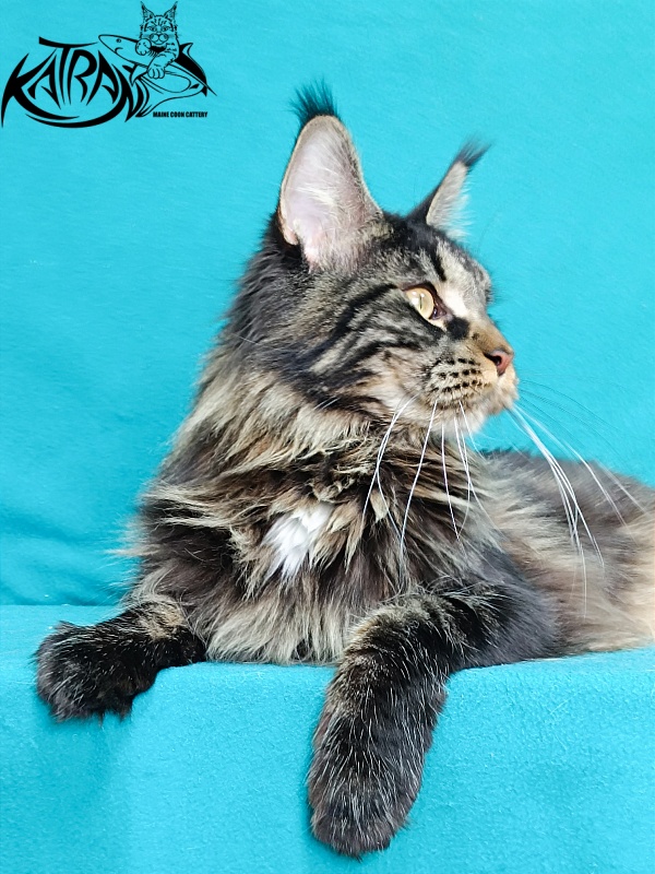 Katran Westa - Adult maine-coon 11 months 2 weeks