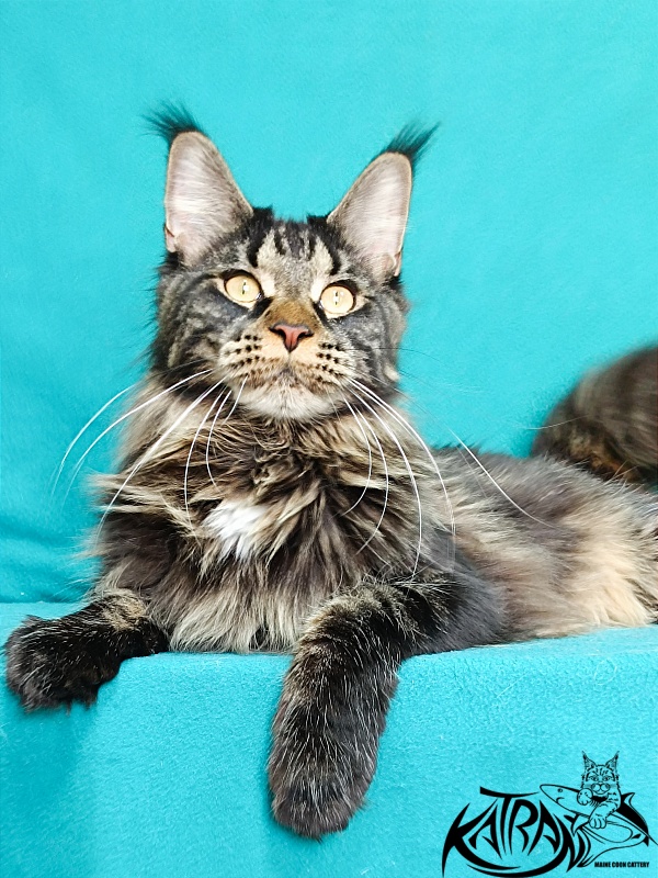 Katran Westa - Adult maine-coon 11 months 2 weeks