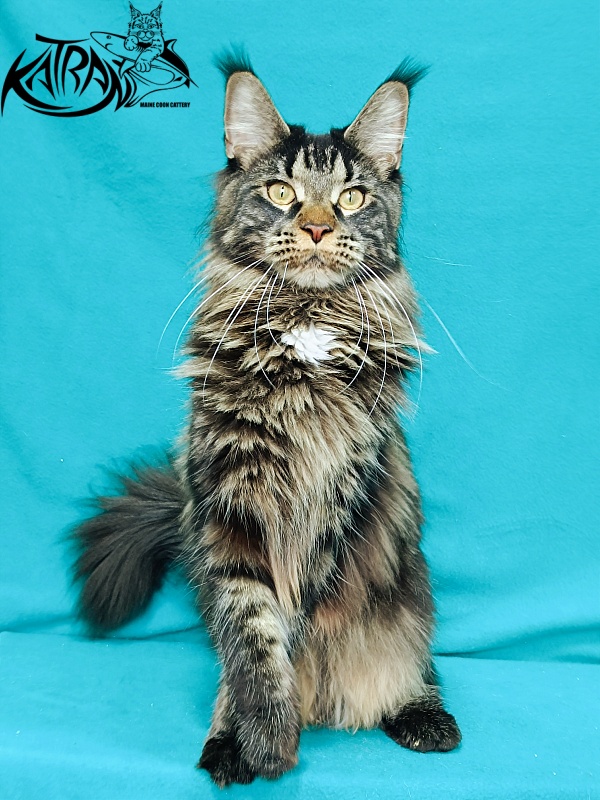 Katran Westa - Adult maine-coon 11 months 2 weeks