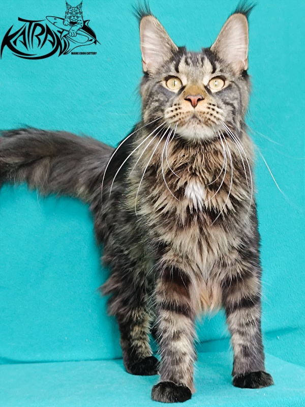 Katran Westa - Adult maine-coon 11 months 2 weeks