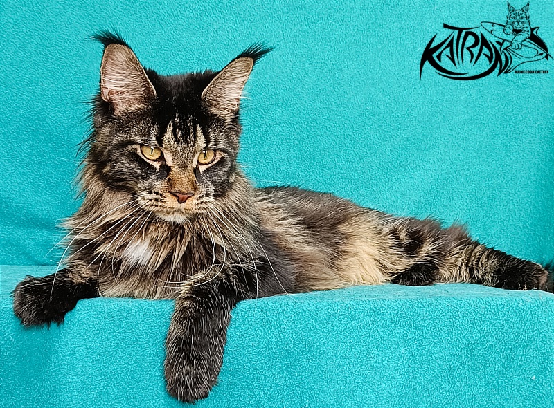 Katran Westa - Adult maine-coon 11 months 2 weeks
