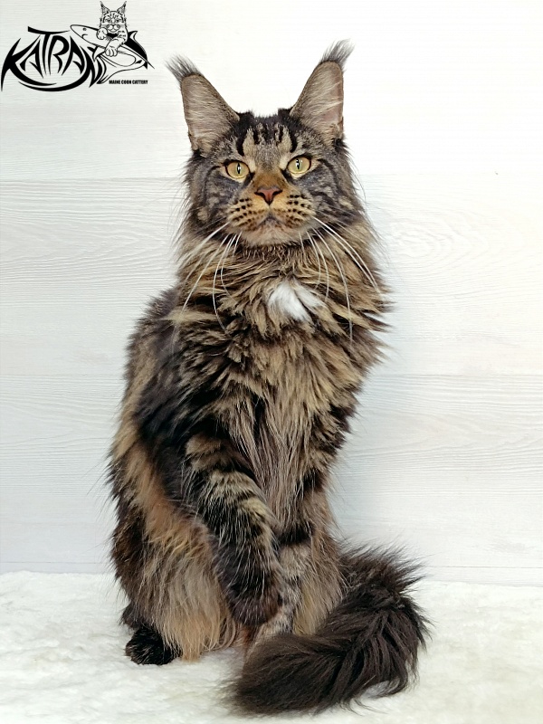 Katran Westa - Adult maine-coon 1 year 1 month 2 weeks