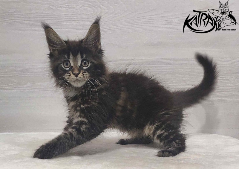 Katran Westa - Kitten maine-coon 1 month 3 weeks