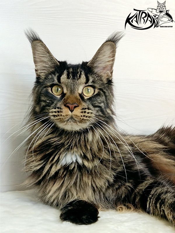 Katran Westa - Adult maine-coon 1 year 1 month 2 weeks